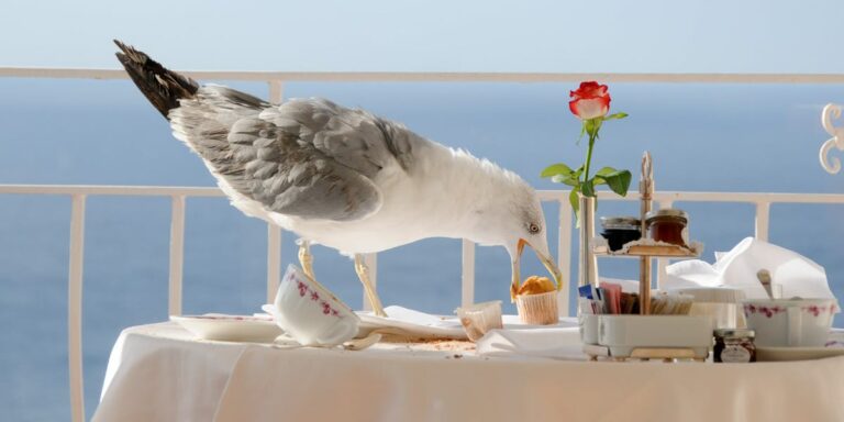 Seagulls Like a Human’s Recommendation Before Stealing Their Food