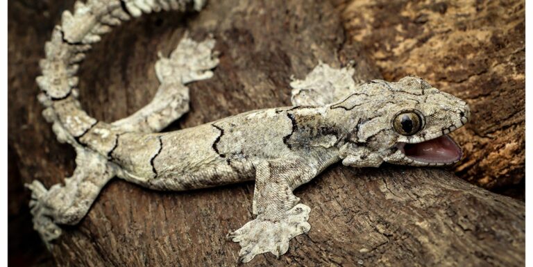 Scientists Discovered a Smiling, Paragliding Gecko in India