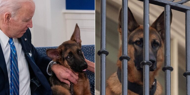 Joe Biden’s Dog Taken From White House Because It Keeps Biting People