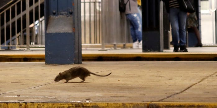 NYC New Rat-Killing Method Highly Successful, Expanding to New Areas