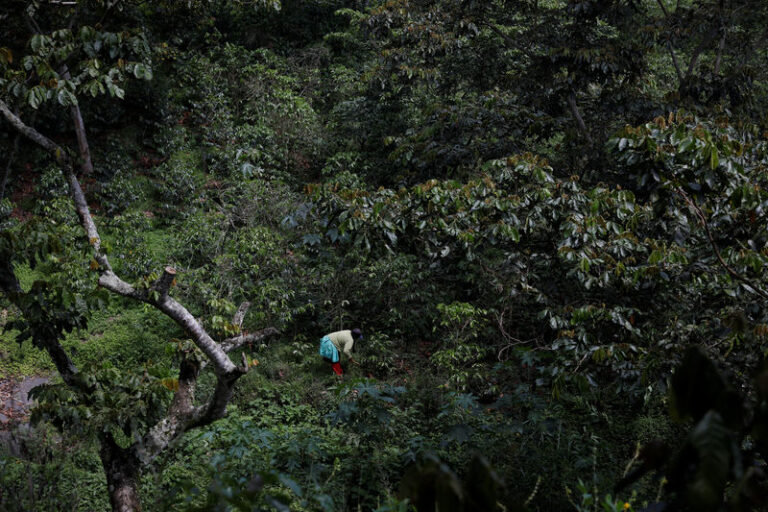 Crunch time for Brazil ports as coffee flow hit, sugar faces delays By Reuters