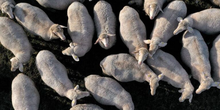 Hedge funds plow cash into top tech stocks leading to record levels of crowding