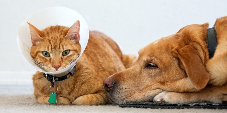 Best Pet Insurance of November 2023