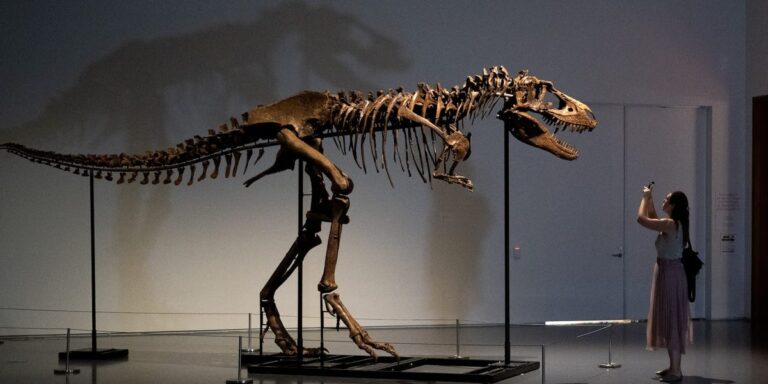 Tyrannosaur’s Last Supper of Baby Dinosaurs Well-Preserved in Fossil Belly