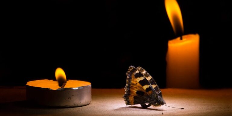 Scientists Have a New Theory of What Attracts Insects to Lights