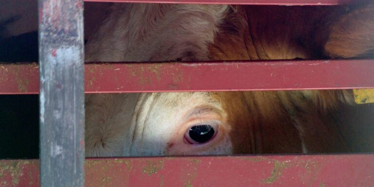 Cape Town Covered in ‘Foul’ Stench, Came From Ship With 19,000 Cattle