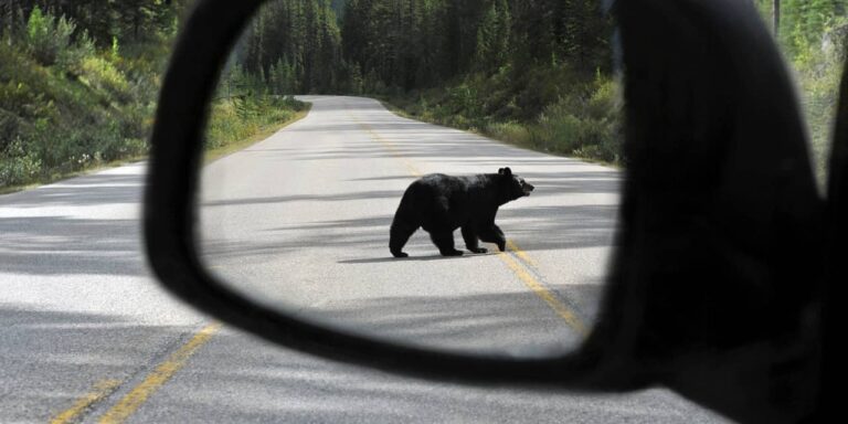 Huge one-day rallies like we’ve seen lately are more common in bear markets