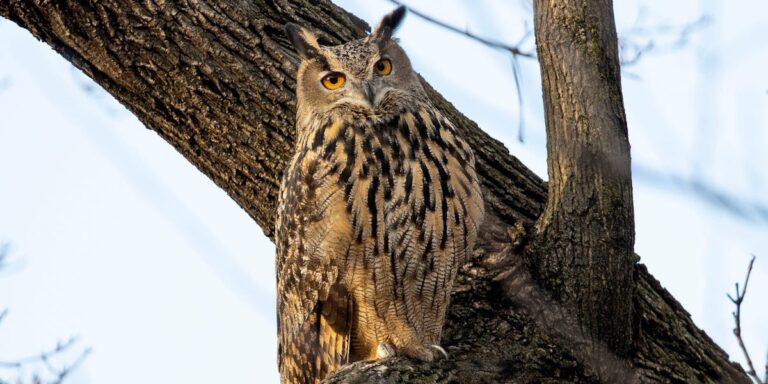 Flaco the Owl’s Death Shows Risk of Rat Poison to Wildlife in Cities