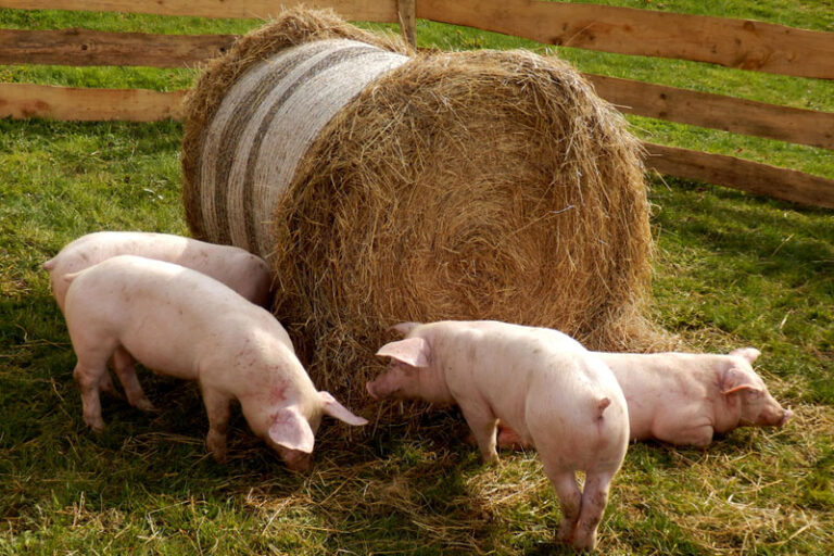 Tyson Foods to close Iowa pork plant with 1,200 workers By Reuters